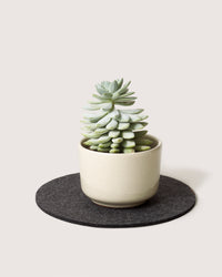 A plump, succulent plant in a simple cream pot rests on a round, heat-resistant felt mat by graf lantz against a light background.