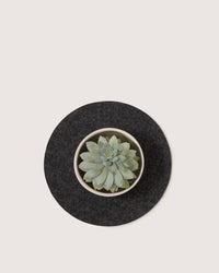 A top-down view shows a small green succulent in a round white pot on a circular black felt mat made from moisture-wicking Merino wool by graf lantz, set against a plain off-white background.