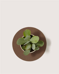 Top view of a small green succulent in a white pot, set on a round, heat-resistant Merino wool trivet by Graf Lantz, against a plain light background.