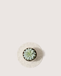 A small green succulent is gracefully placed in a brown pot on a graf lantz Merino wool trivet. The minimalist off-white background highlights the plant against the elegant, heat-resistant light gray mat.