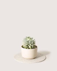 A small green succulent plant is in a cream-colored ceramic pot, resting on a round, white Merino wool trivet by graf lantz against a light beige backdrop.
