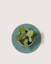 Top view of a small potted succulent with thick green leaves, resting on a heat-resistant, sustainable round teal Merino wool trivet by Graf Lantz, set against a plain light background.
