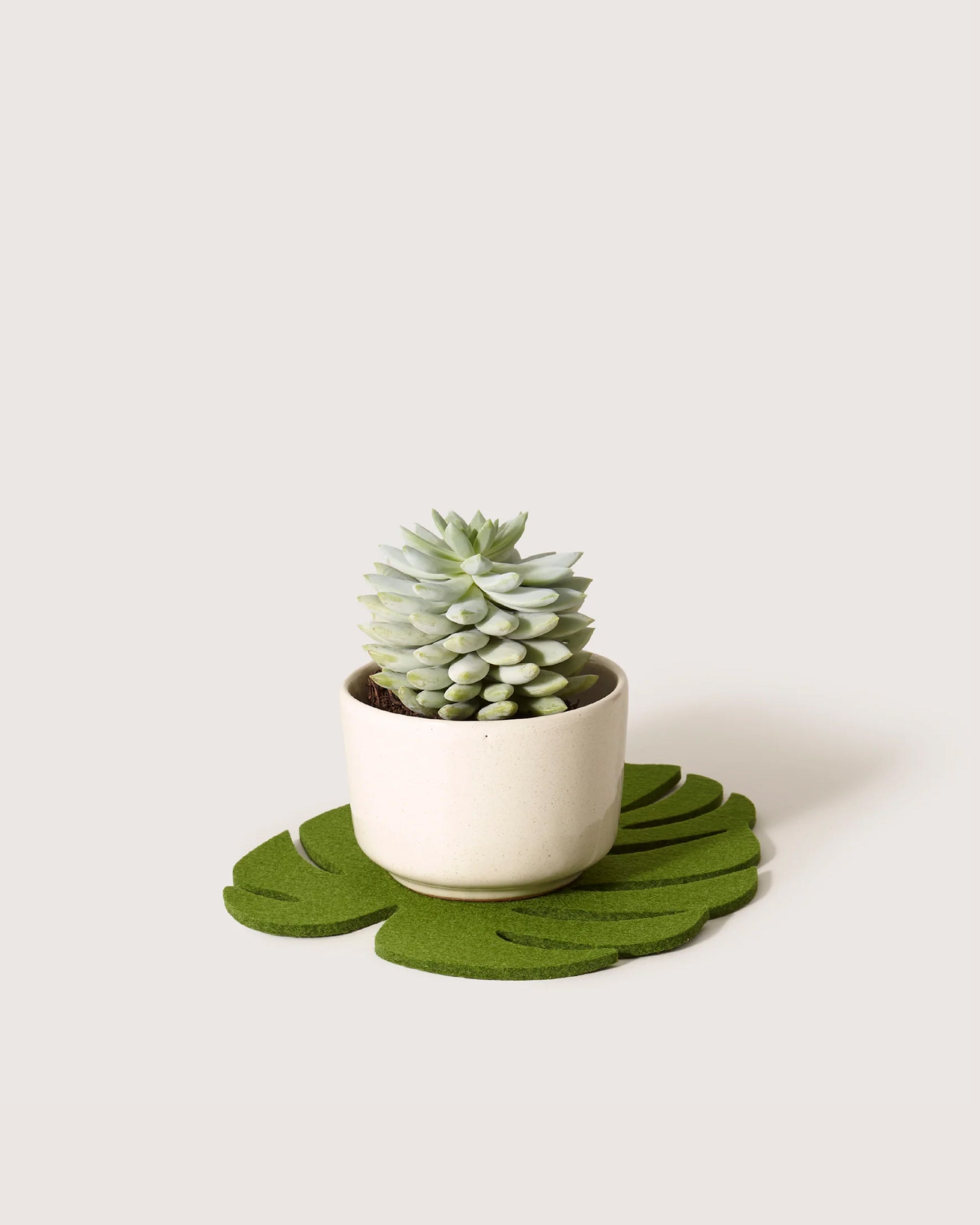 Merino Wool Medium Monstera Trivet