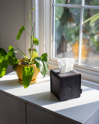 A potted plant with large green leaves sits on a windowsill, joined by a graf lantz dark gray tissue box stylishly wrapped in an elegant cover. Sunlight illuminates the scene, casting soft shadows to enhance this charming piece of home décor.