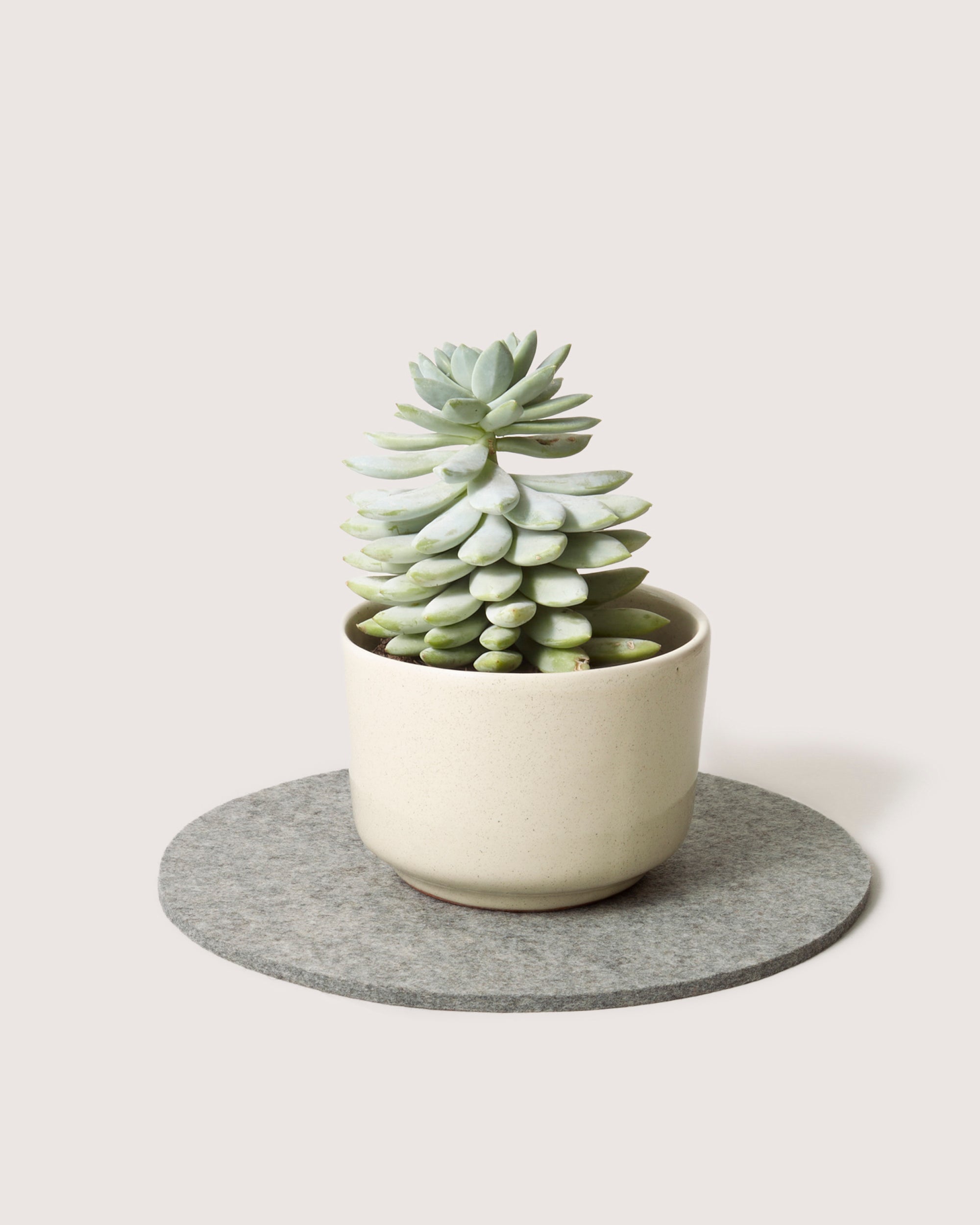 Merino Wool 10" Round Trivet - color granite
