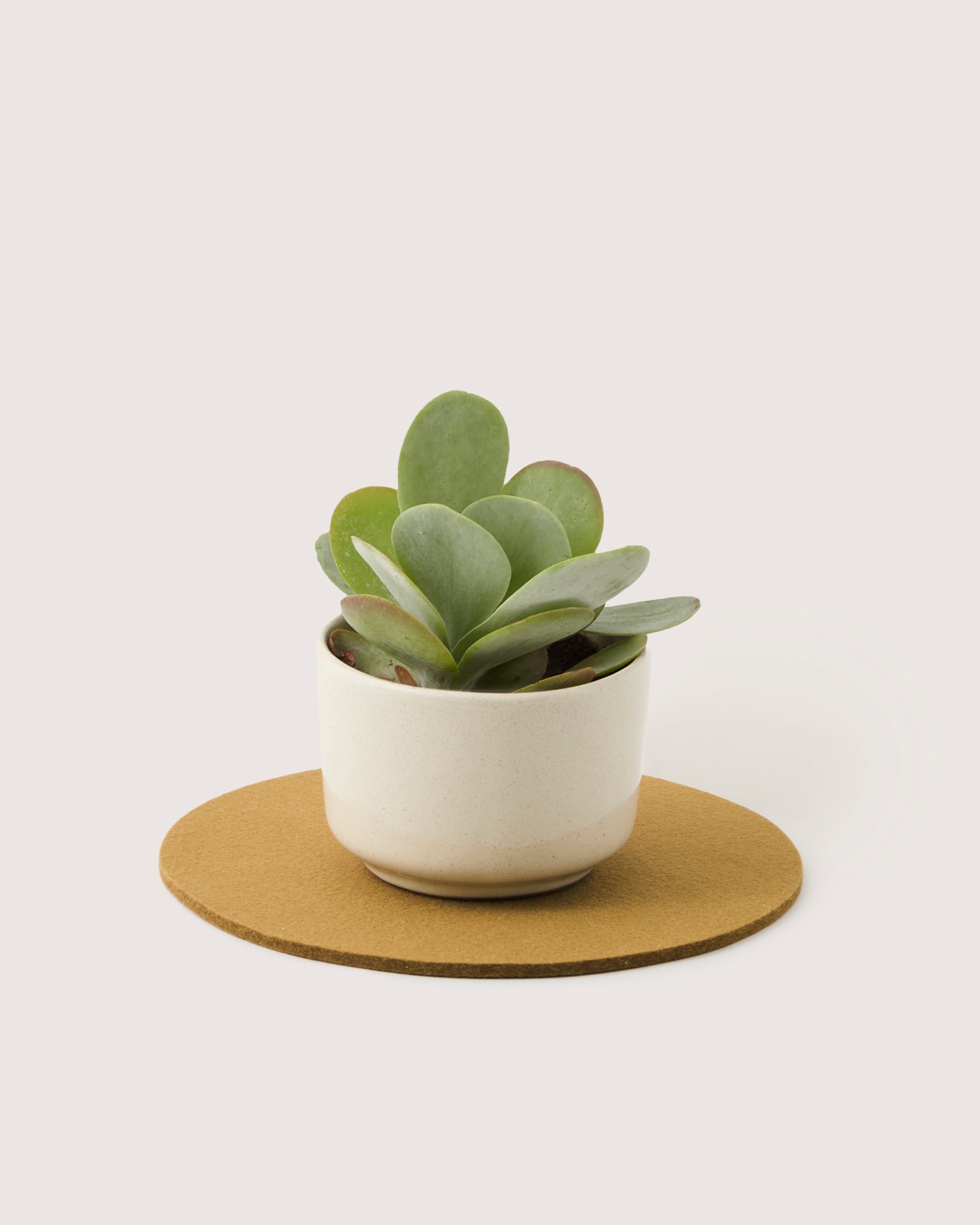 Merino Wool 10" Round Trivet