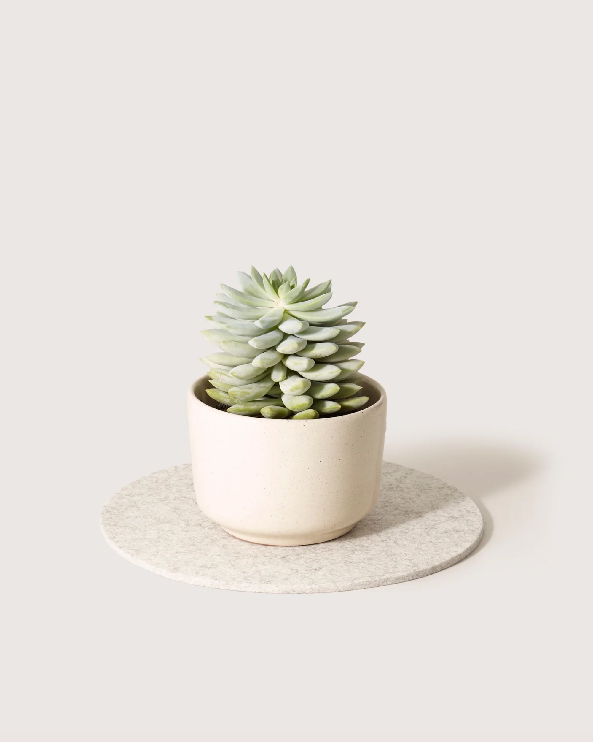 Merino Wool 10" Round Trivet