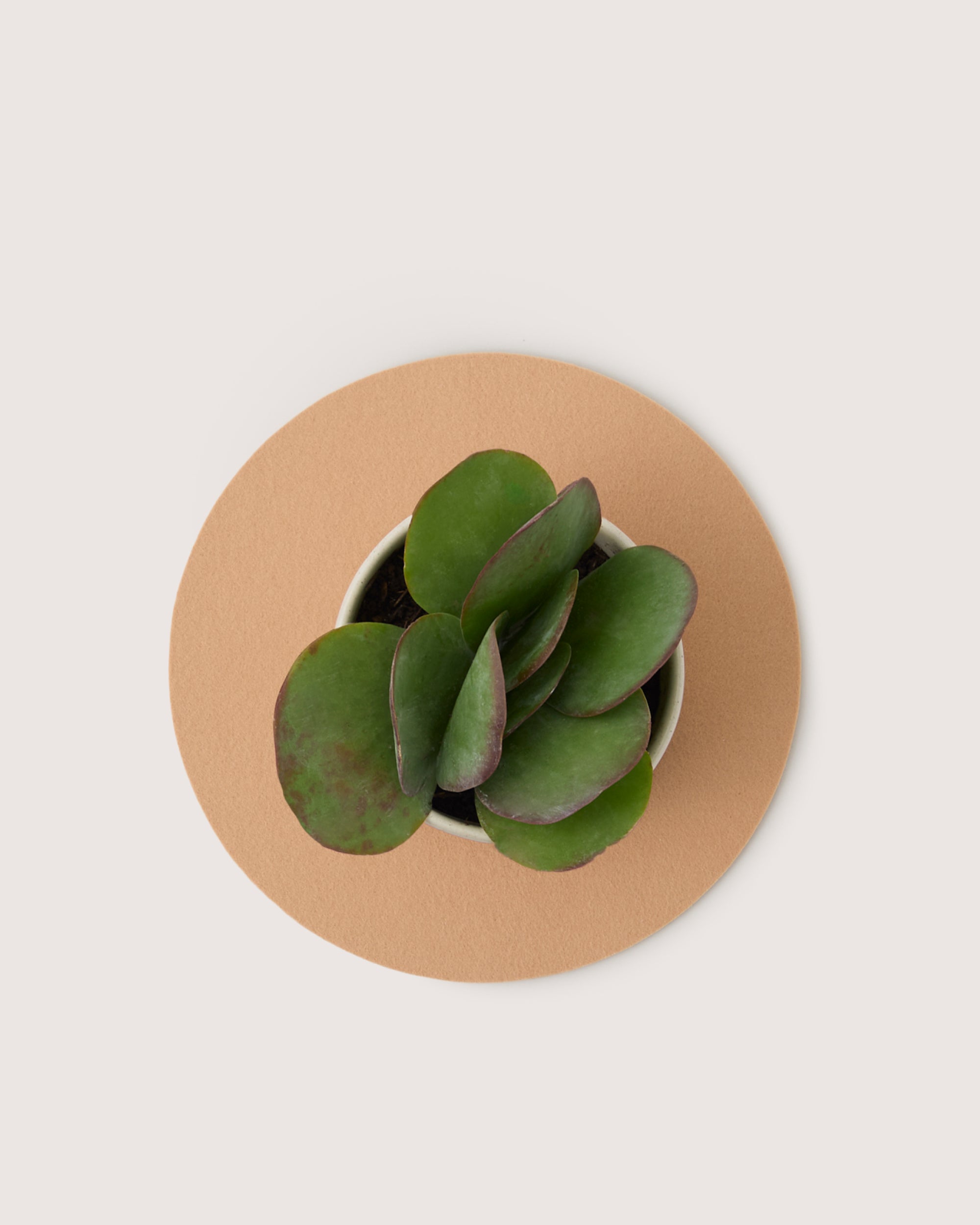 Merino Wool 10" Round Trivet