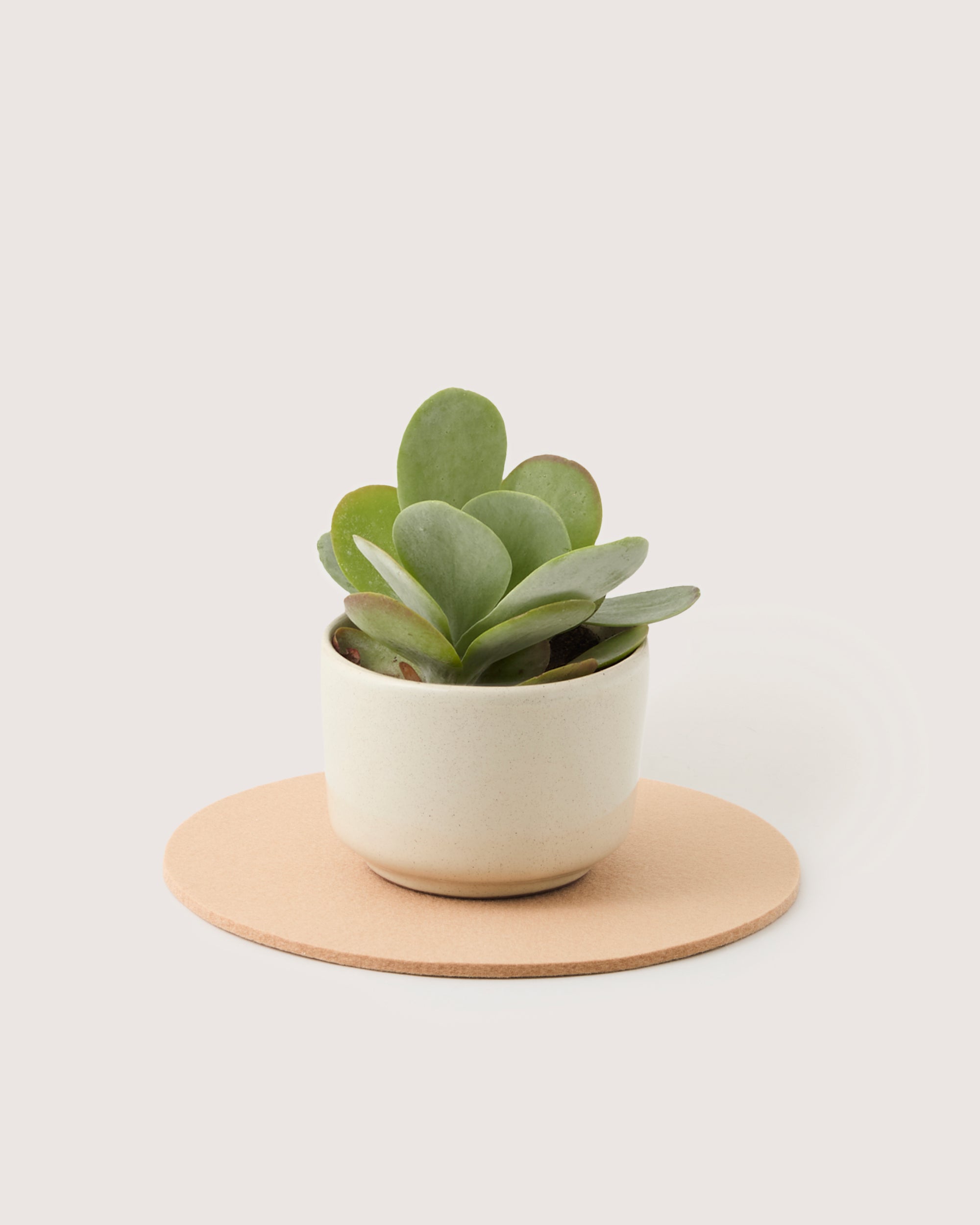 Merino Wool 10" Round Trivet