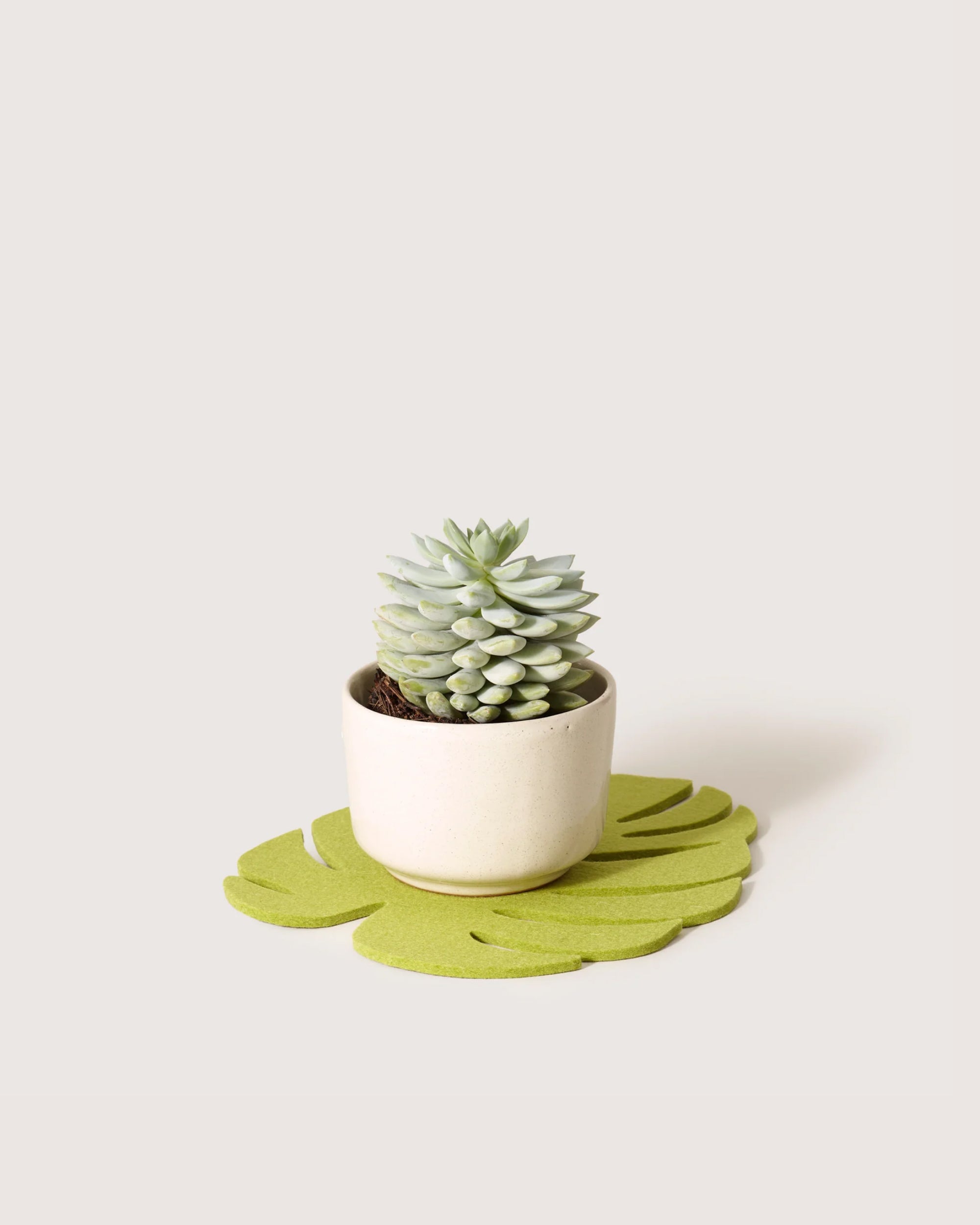 Merino Wool Medium Monstera Trivet